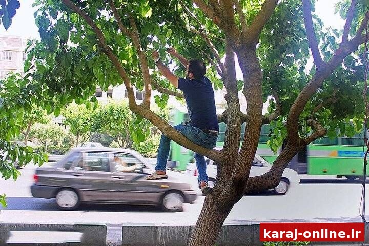 توت‌های خیابانی را نخورید
