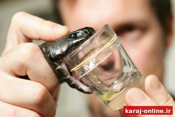 البرز؛ قلب تپنده تولید پادزهر در ایران