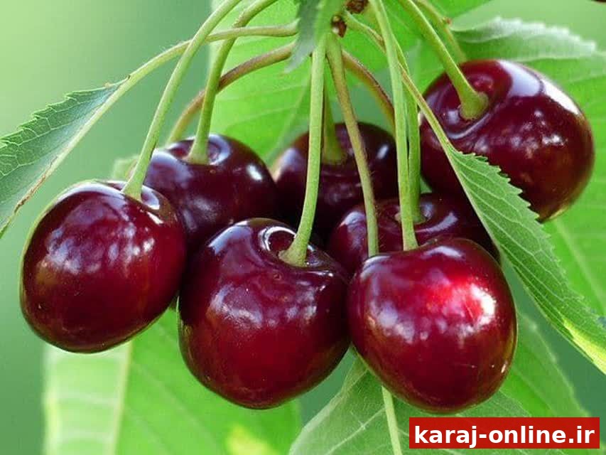 ساوجبلاغ میزبان جشنواره گیلاس فشند