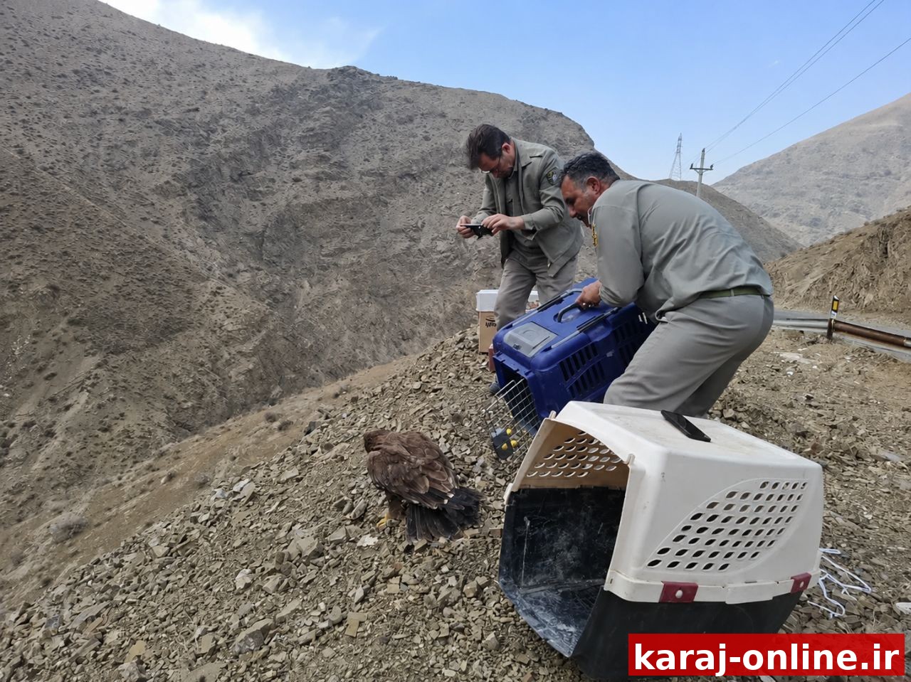 پرواز دوباره در آسمان البرز؛ ۶ پرنده شکاری به طبیعت بازگشتند