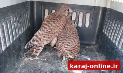 نجات دو دلیجه با همت شهروند محیط‌دوست البرزی