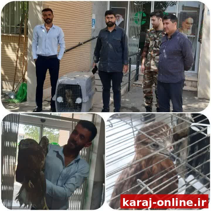 زنده‌گیری عقاب زخمی در ساوجبلاغ؛ انتقال به مرکز بازپروری