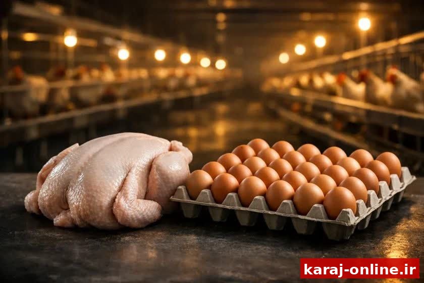 اشتهارد؛ قطب تولید مرغ و تخم‌مرغ در البرز