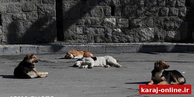 مدیریت سگ‌های بلاصاحب تنها بر عهده شهرداری نیست