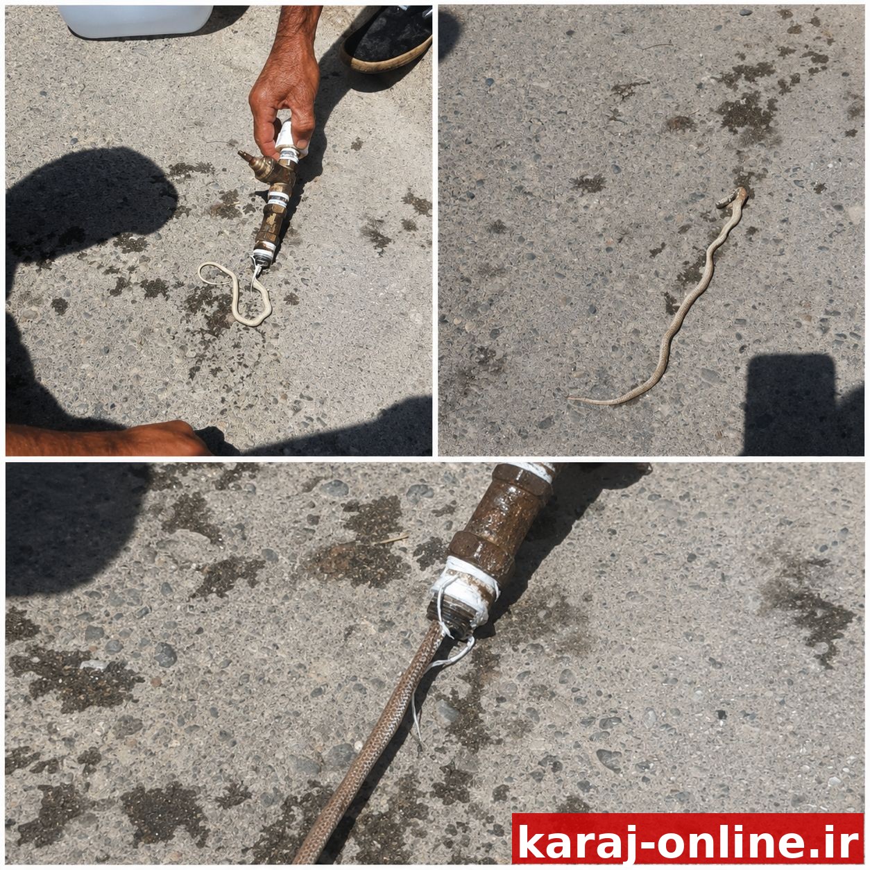 قطعی آب در روستای ورزن؛ کشف یک مار در لوله