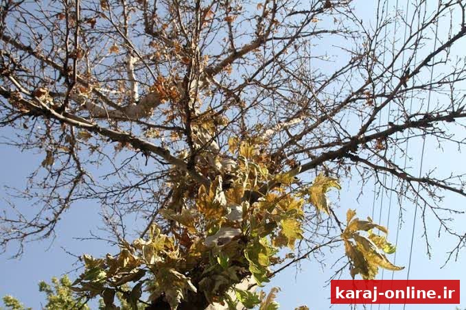خشک شدن هزاران چنار در کرج