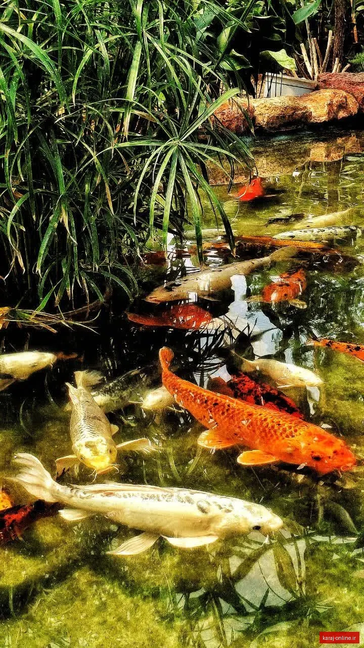 ماهی کوی ژاپنی (Koi Fish)