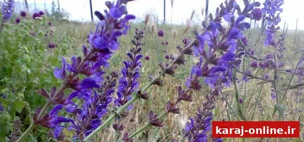 هشدار درباره برداشت بی‌رویه گیاهان دارویی در البرز
