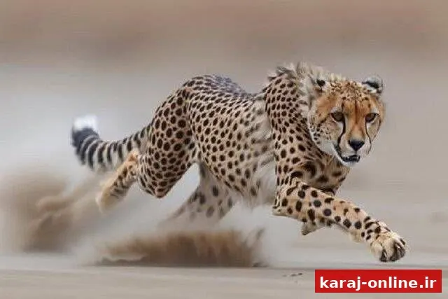 کاهش جبیرها در زیست‌بوم زادآور یوز