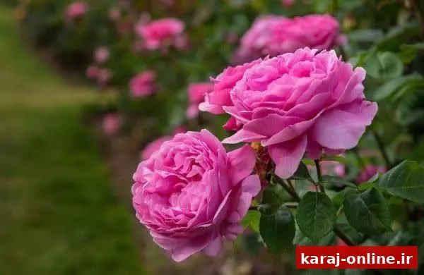 دلایل بی‌میلی کشاورزان البرزی به کشت گل‌محمدی