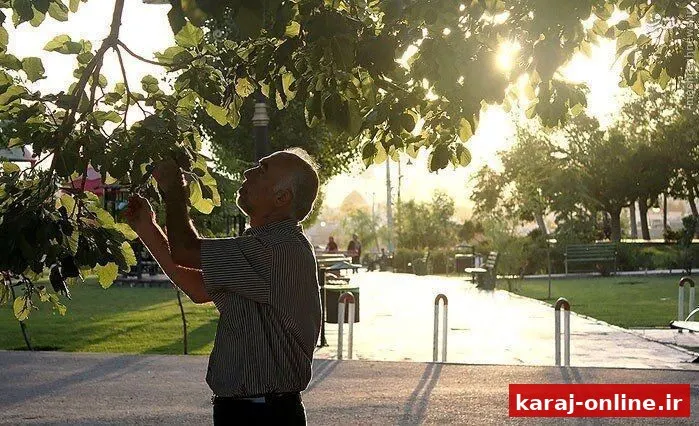 توت های خیابانی را نخورید
