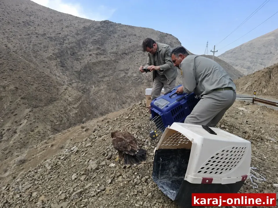 پرواز دوباره در آسمان البرز؛ ۶ پرنده شکاری به طبیعت بازگشتند