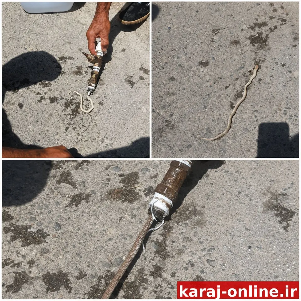 قطعی آب در روستای ورزن؛ کشف یک مار در لوله