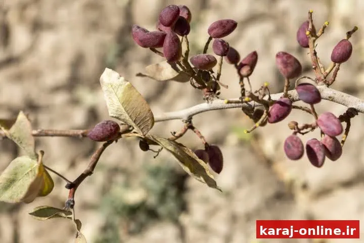 نیمی از اراضی باغی اشتهارد به کشت پسته اختصاص یافت