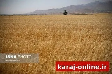 البرز در مسیر افزایش تولید محصولات کشاورزی؛ ۸ هزار هکتار زیر کشت گندم می‌رود