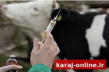 واکسیناسیون گسترده دام‌های البرز علیه تب برفکی؛ هیچ موردی گزارش نشده