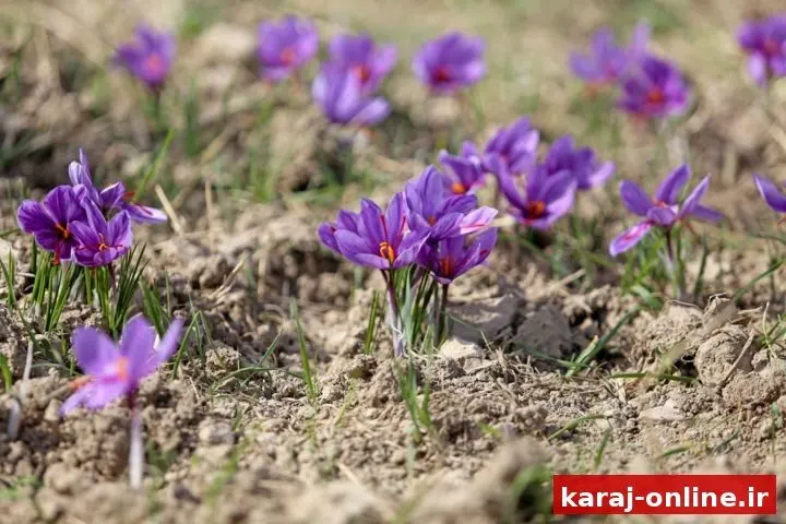 البرز؛ میزبان کشت زعفران در بیش از ۶۱ هکتار از اراضی کشاورزی