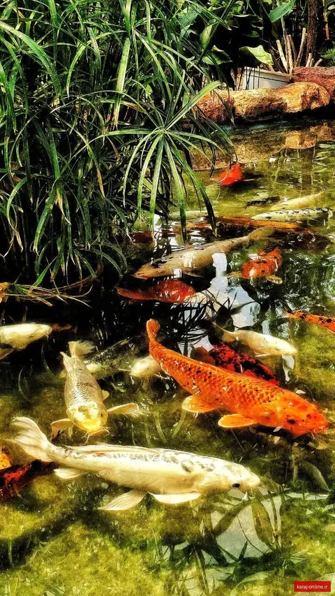 ماهی کوی ژاپنی (Koi Fish)