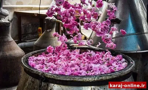 آغاز ششمین جشنواره گلاب‌گیری در کرج