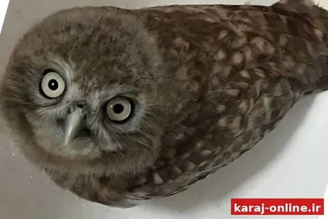 نجات یک جغد کوچک در قزل‌حصار کرج