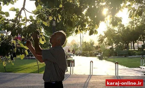 توت های خیابانی را نخورید