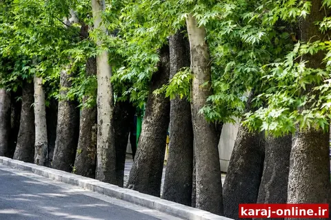 هشدار درباره خشک شدن چنارهای کهنسال در کرج