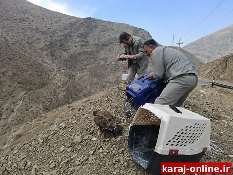 پرواز دوباره در آسمان البرز؛ ۶ پرنده شکاری به طبیعت بازگشتند