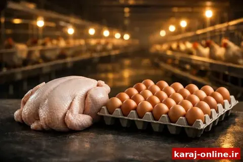 اشتهارد؛ قطب تولید مرغ و تخم‌مرغ در البرز