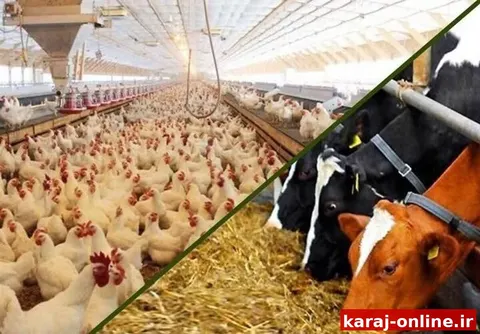 اشتهارد؛ قطب تولید شیر و تخم‌مرغ البرز با تولید روزانه ۱۸۰ تن