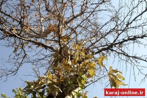 خشک شدن هزاران چنار در کرج