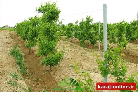 رکوردشکنی کشاورز نظرآبادی؛ تولید انگور دو برابر شد