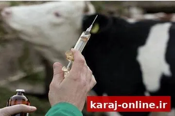واکسیناسیون ۳۵ هزار رأس دام در البرز؛ تب برفکی در استان مشاهده نشده است