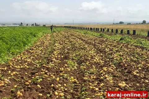 دستاورد محققان در کرج؛ تولید بومی آنتی‌بادی‌های موردنیاز تشخیص ویروس سیب‌زمینی