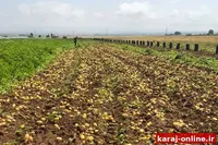 دستاورد محققان در کرج؛ تولید بومی آنتی‌بادی‌های موردنیاز تشخیص ویروس سیب‌زمینی