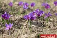 البرز؛ میزبان کشت زعفران در بیش از ۶۱ هکتار از اراضی کشاورزی